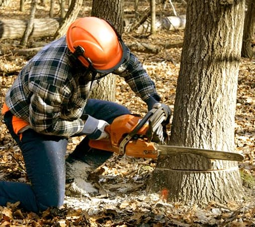 Tree Removal in Williford, AR